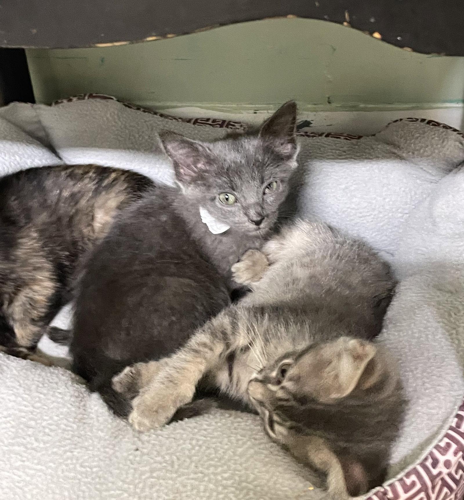 Enlarge Ember, a Adoptable Domestic Short Hair in Stover, MO image 2/2