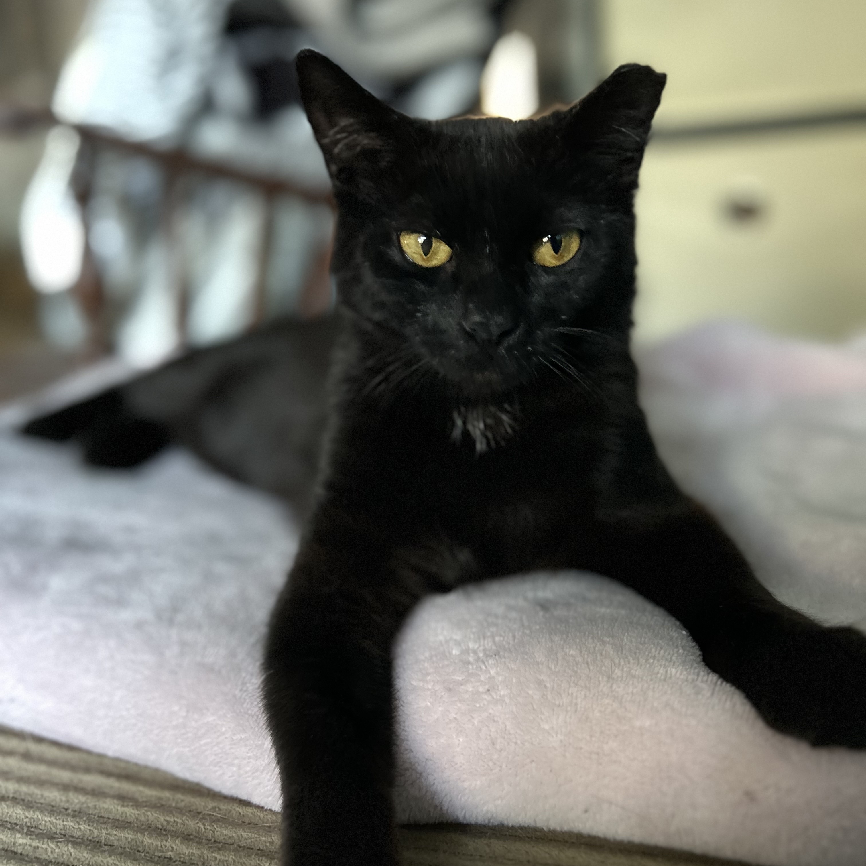 Enlarge Alex, a Adoptable Domestic Short Hair in Maitland, FL image 2/6