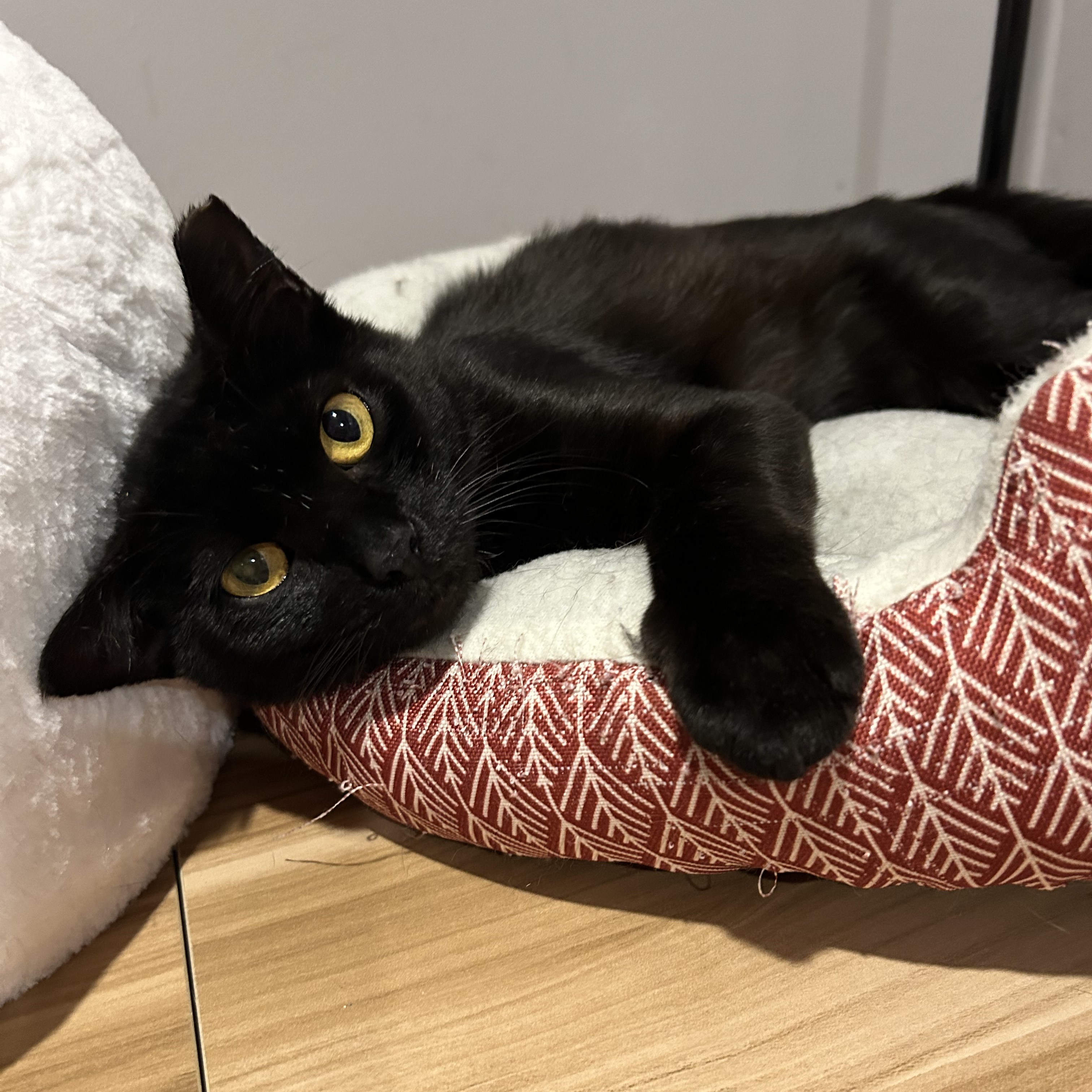 Enlarge Alex, a Adoptable Domestic Short Hair in Maitland, FL image 1/6