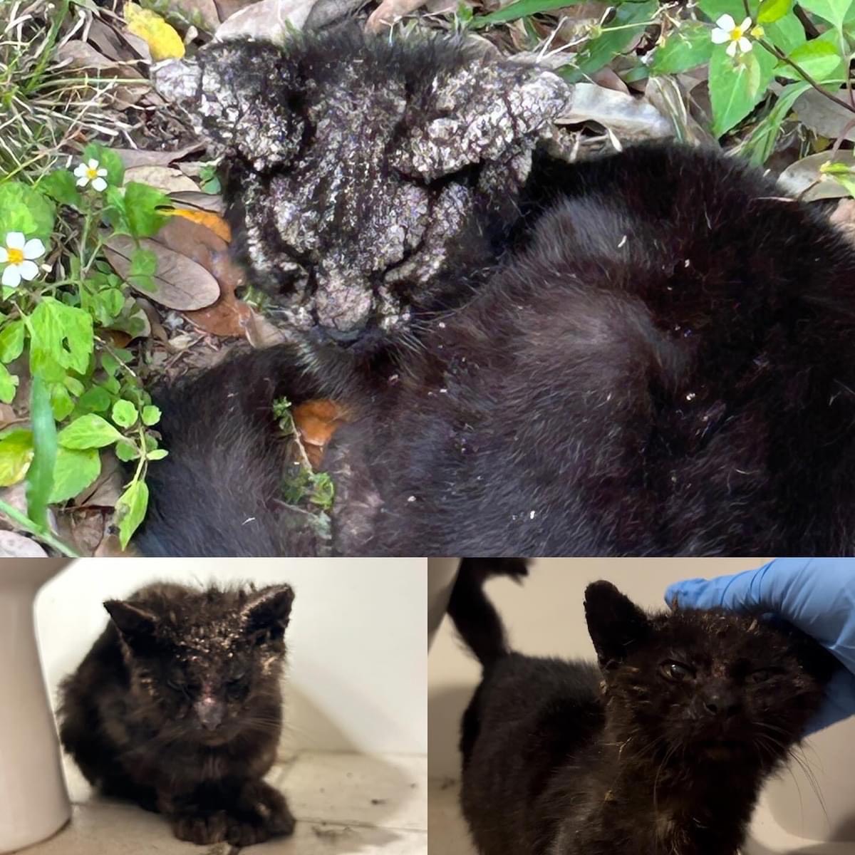 Enlarge Alex, a Adoptable Domestic Short Hair in Maitland, FL image 3/6