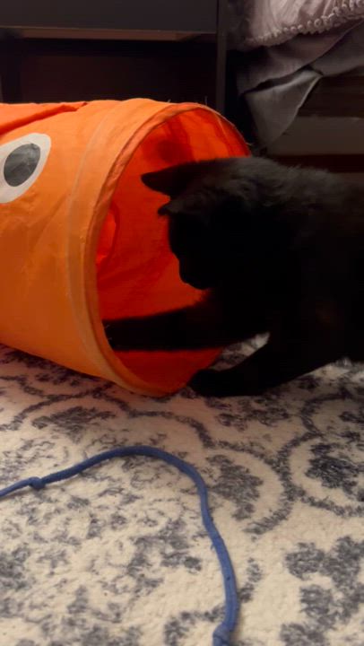 Enlarge Alex, a Adoptable Domestic Short Hair in Maitland, FL video 4/6