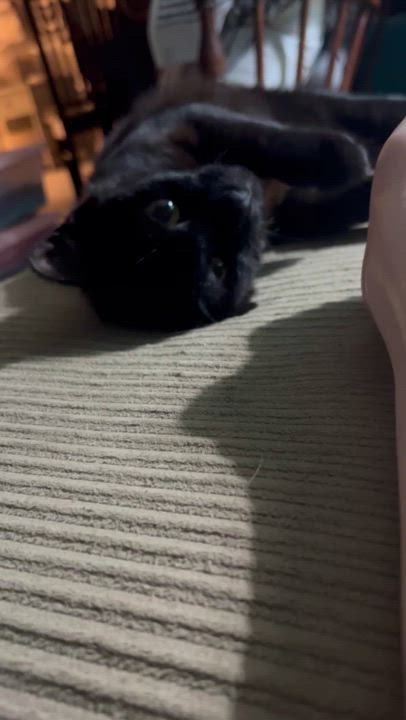 Enlarge Alex, a Adoptable Domestic Short Hair in Maitland, FL video 5/6