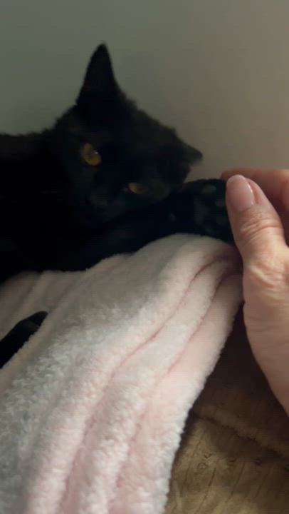 Enlarge Alex, a Adoptable Domestic Short Hair in Maitland, FL video 6/6