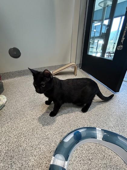 Enlarge Gatsby, a Adopted Domestic Short Hair in Hamilton, MT image 3/3
