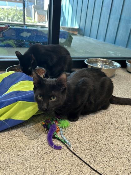 Enlarge Gatsby, a Adopted Domestic Short Hair in Hamilton, MT image 2/3