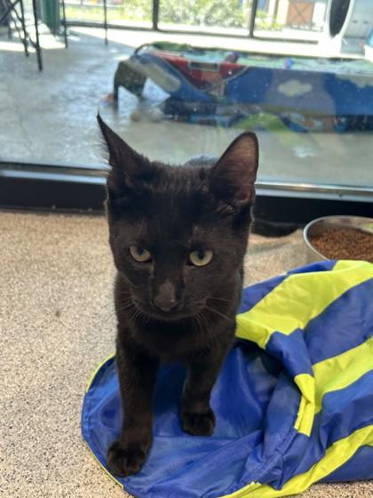 Gatsby, Adopted, Young Male Domestic Short Hair.