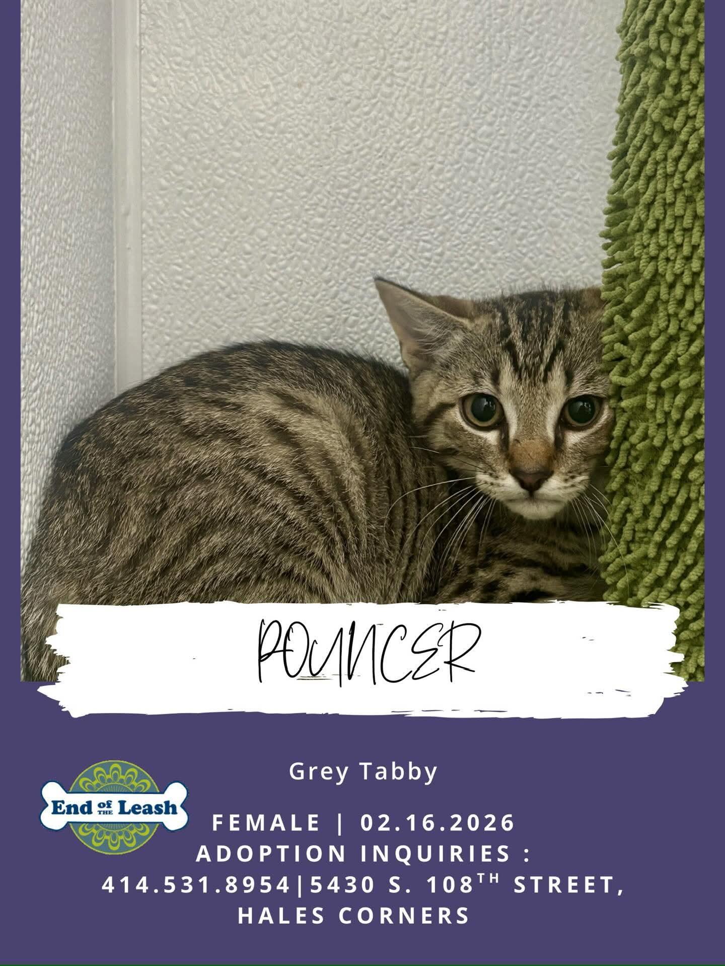 Pouncer - adorable kitten, a Adoptable Domestic Short Hair in Hales Corners, WI image 4/4