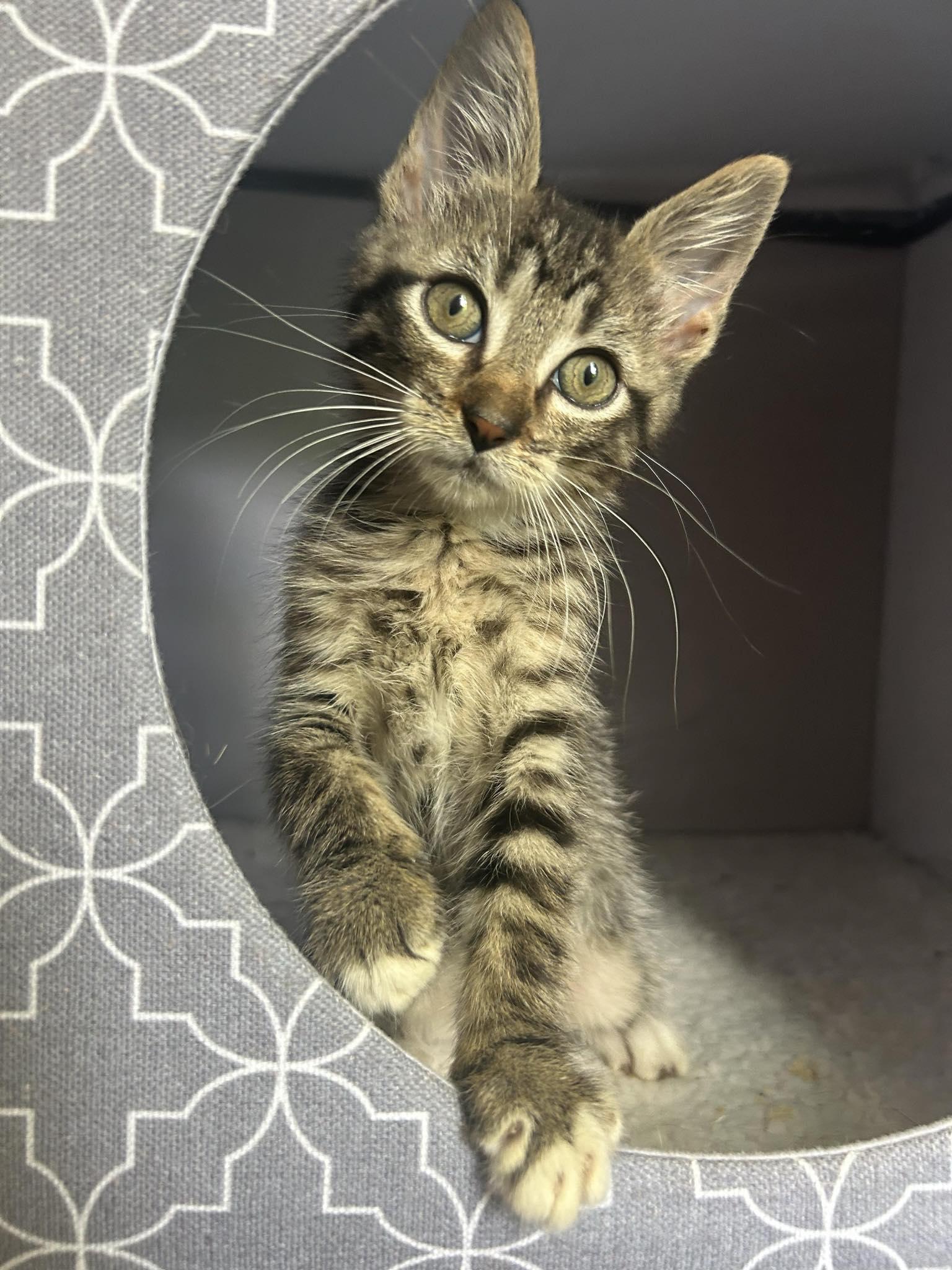 Pouncer - adorable kitten, Adoptable, Kitten Female Domestic Short Hair.
