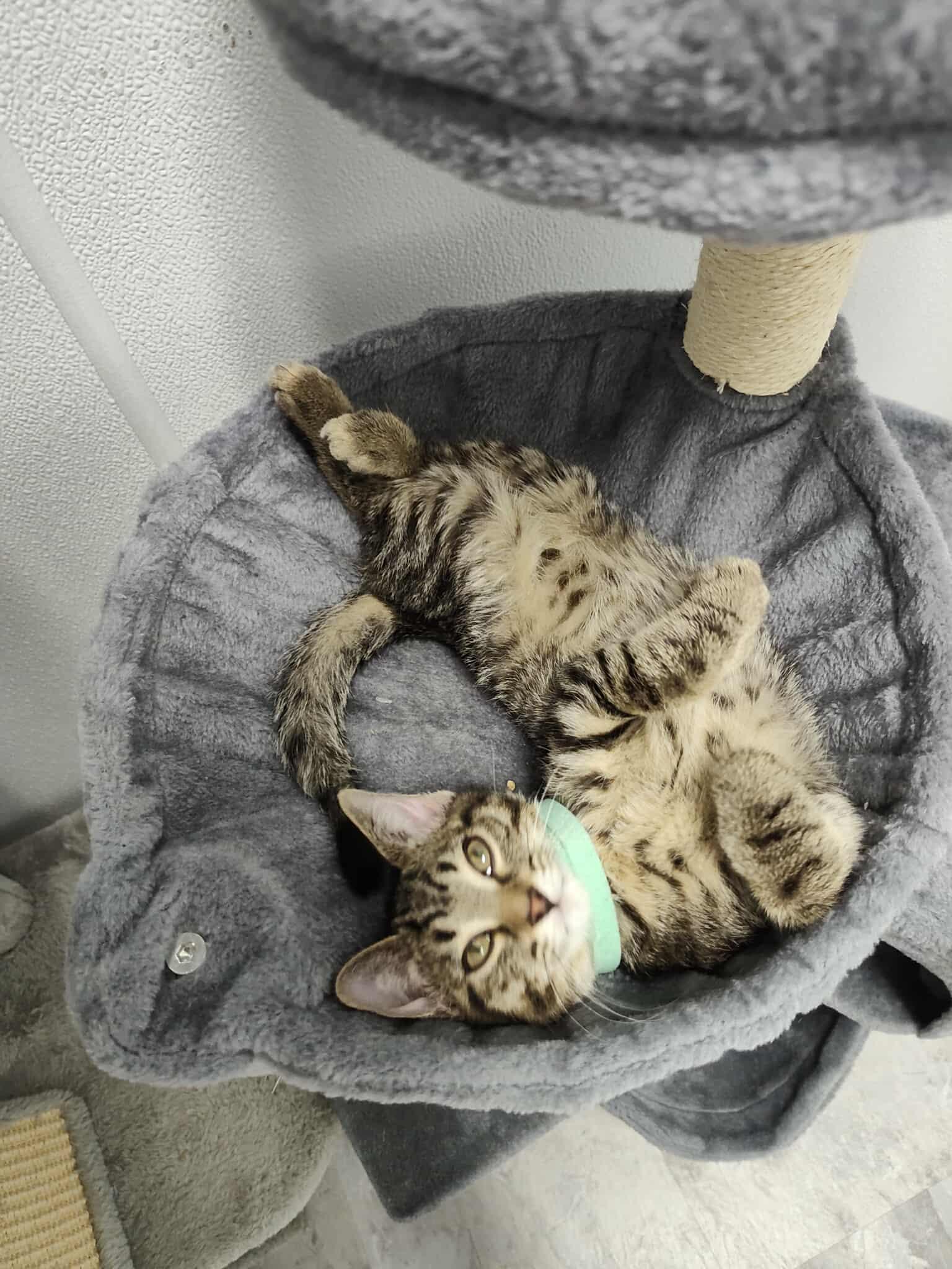Pouncer - adorable kitten, a Adoptable Domestic Short Hair in Hales Corners, WI image 2/4