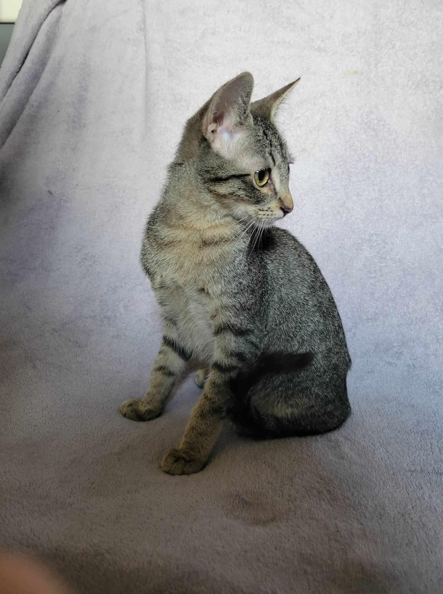 Pouncer - adorable kitten, a Adoptable Domestic Short Hair in Hales Corners, WI image 3/4
