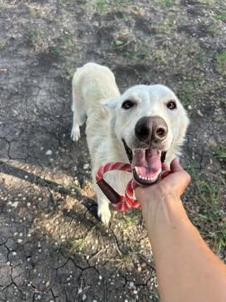 Dulce, Adoptable, Young Female Shepherd.