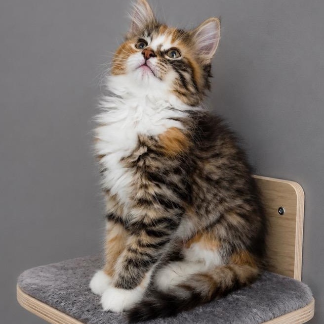 Ava, Adoptable, Kitten Female Calico & Torbie.