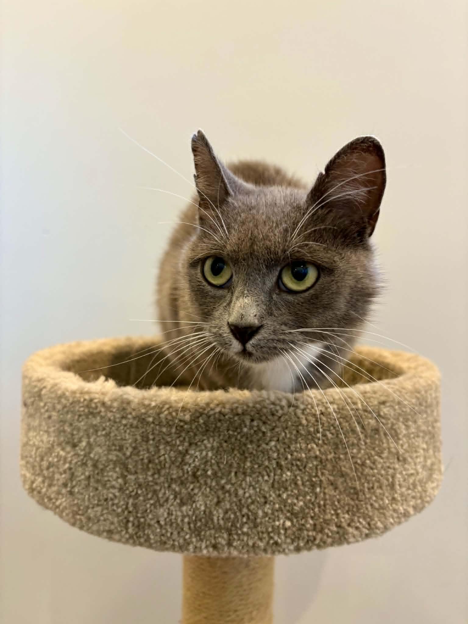Enlarge Persil, an adoptable Domestic Short Hair in Wakefield, QC image 3/3