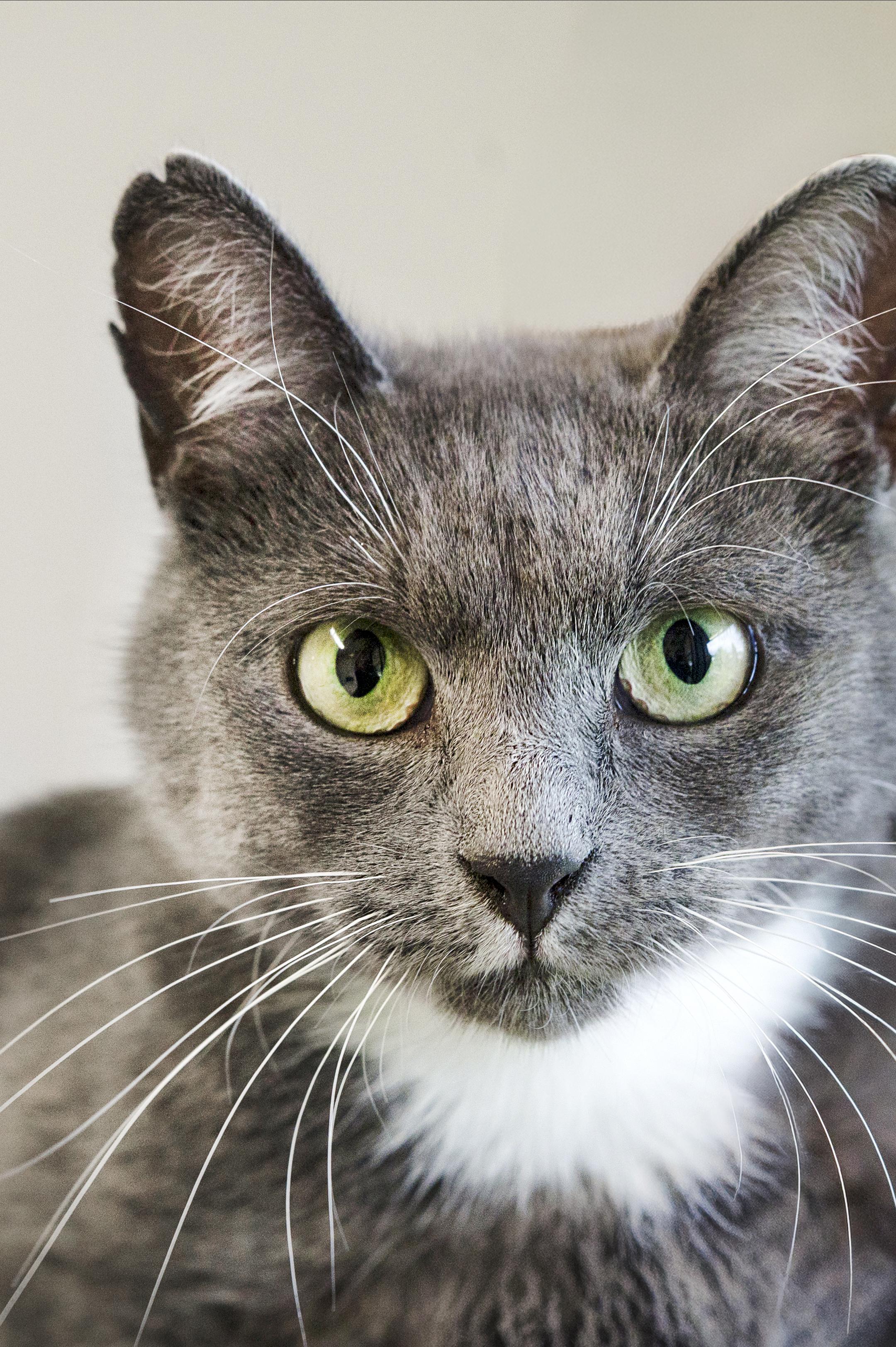 Persil, an adoptable Domestic Short Hair in Wakefield, QC image 4/5