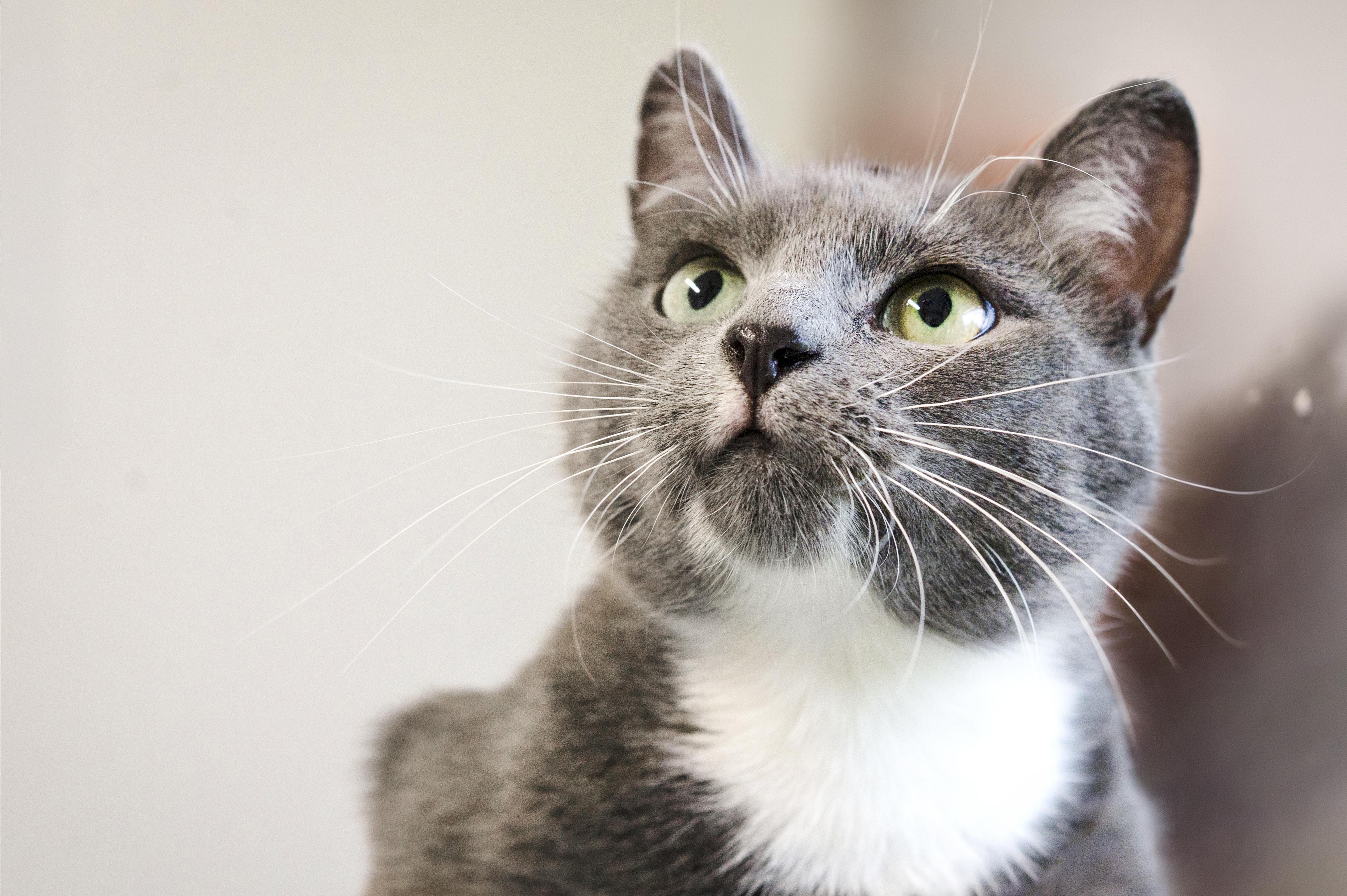 Persil, an adoptable Domestic Short Hair in Wakefield, QC image 5/5