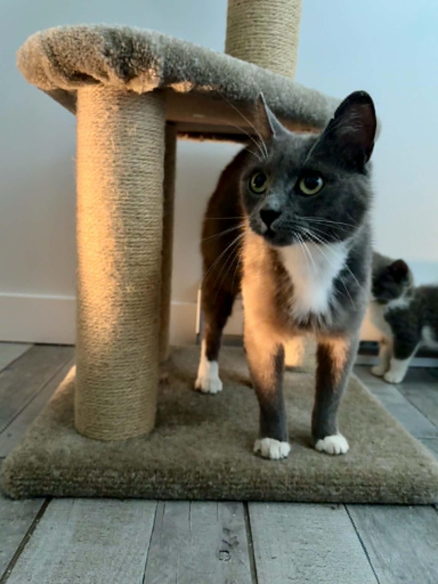 Enlarge Persil, an adoptable Domestic Short Hair in Wakefield, QC image 2/3