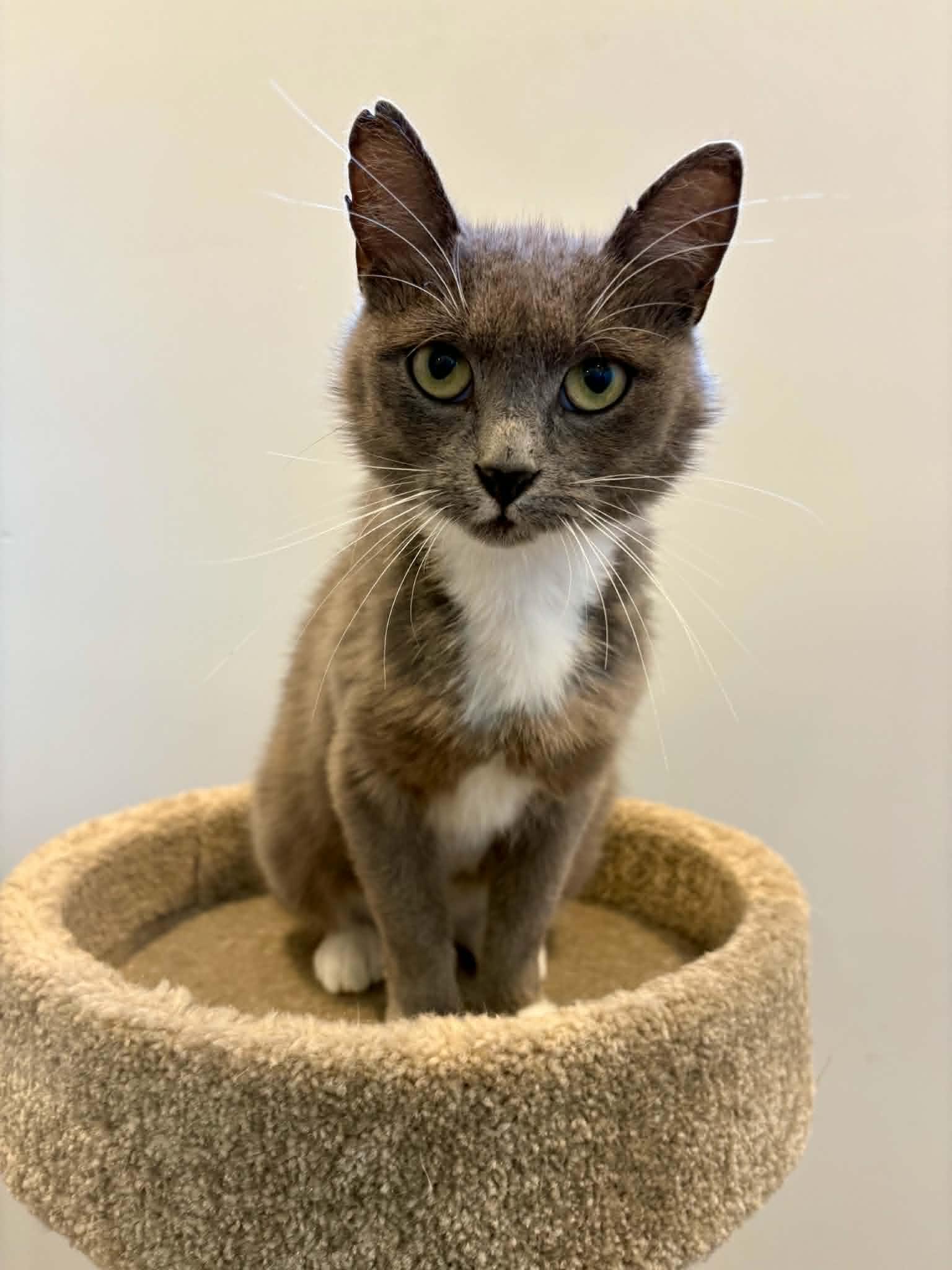 Persil, adoptable, Adult Female Domestic Short Hair.
