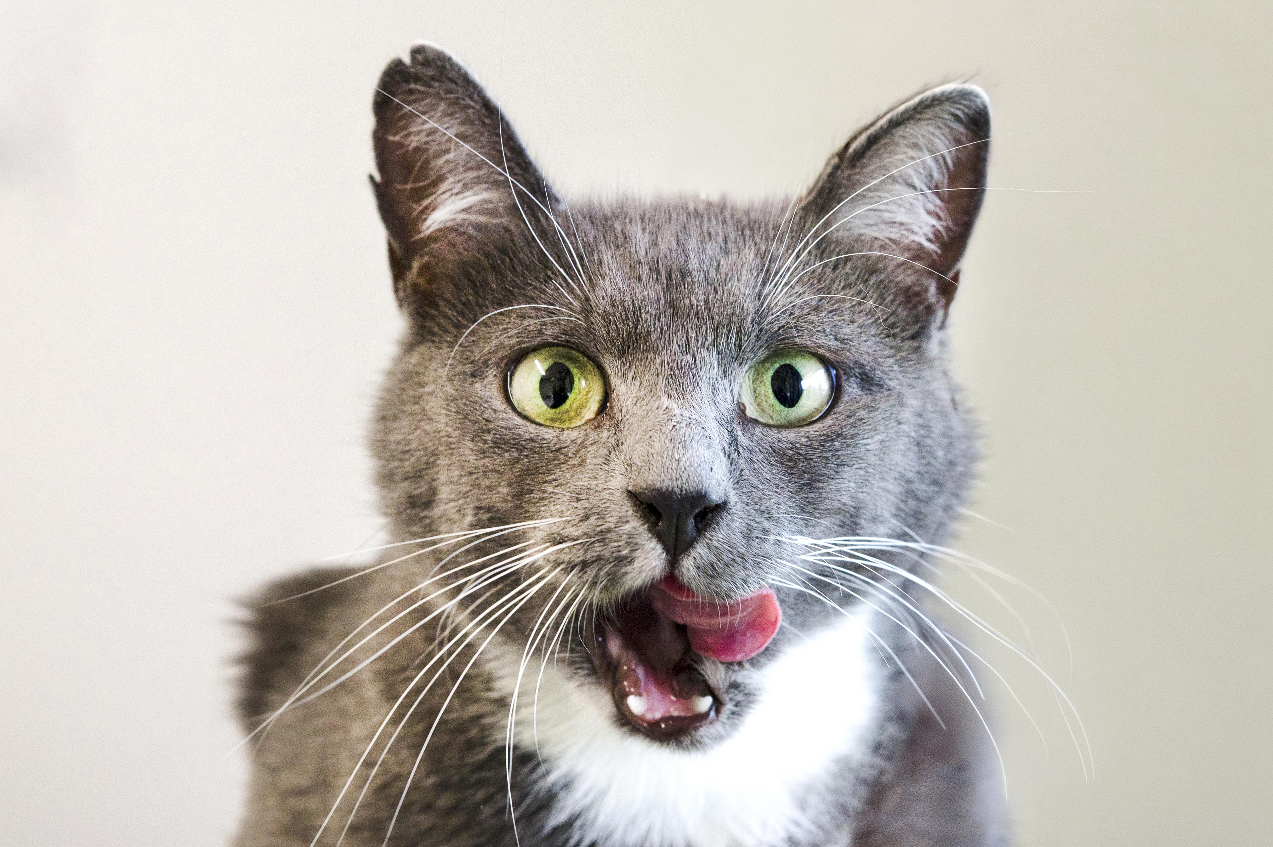 Persil, an adoptable Domestic Short Hair in Wakefield, QC image 2/5