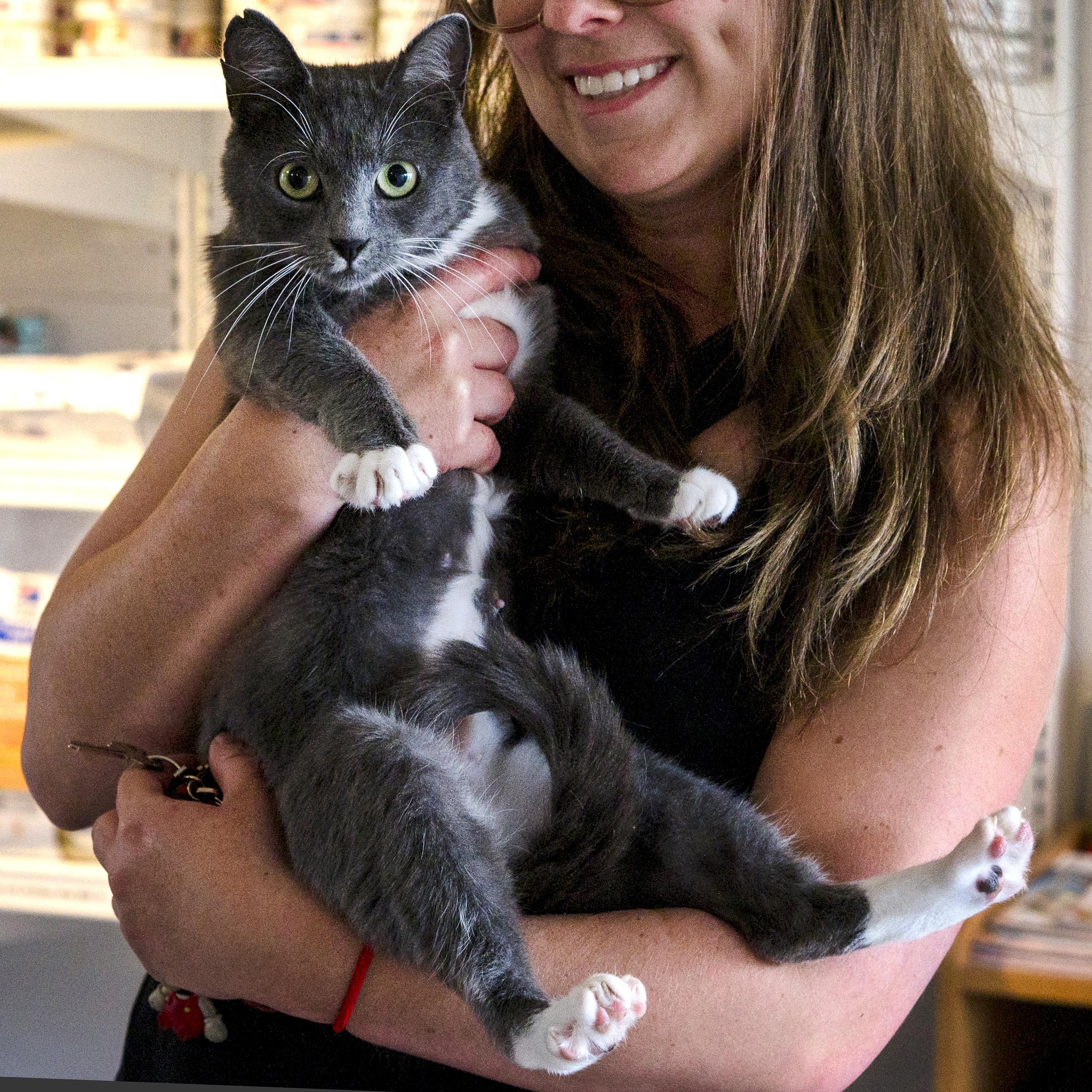 Persil, adoptable, Adult Female Domestic Short Hair.