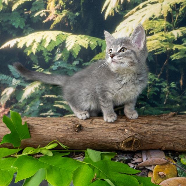 Sorbet, Baby Female Domestic Short Hair