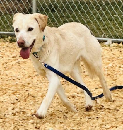 Groot — thumbnail 2