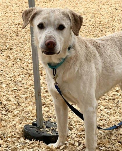 Groot — thumbnail 3