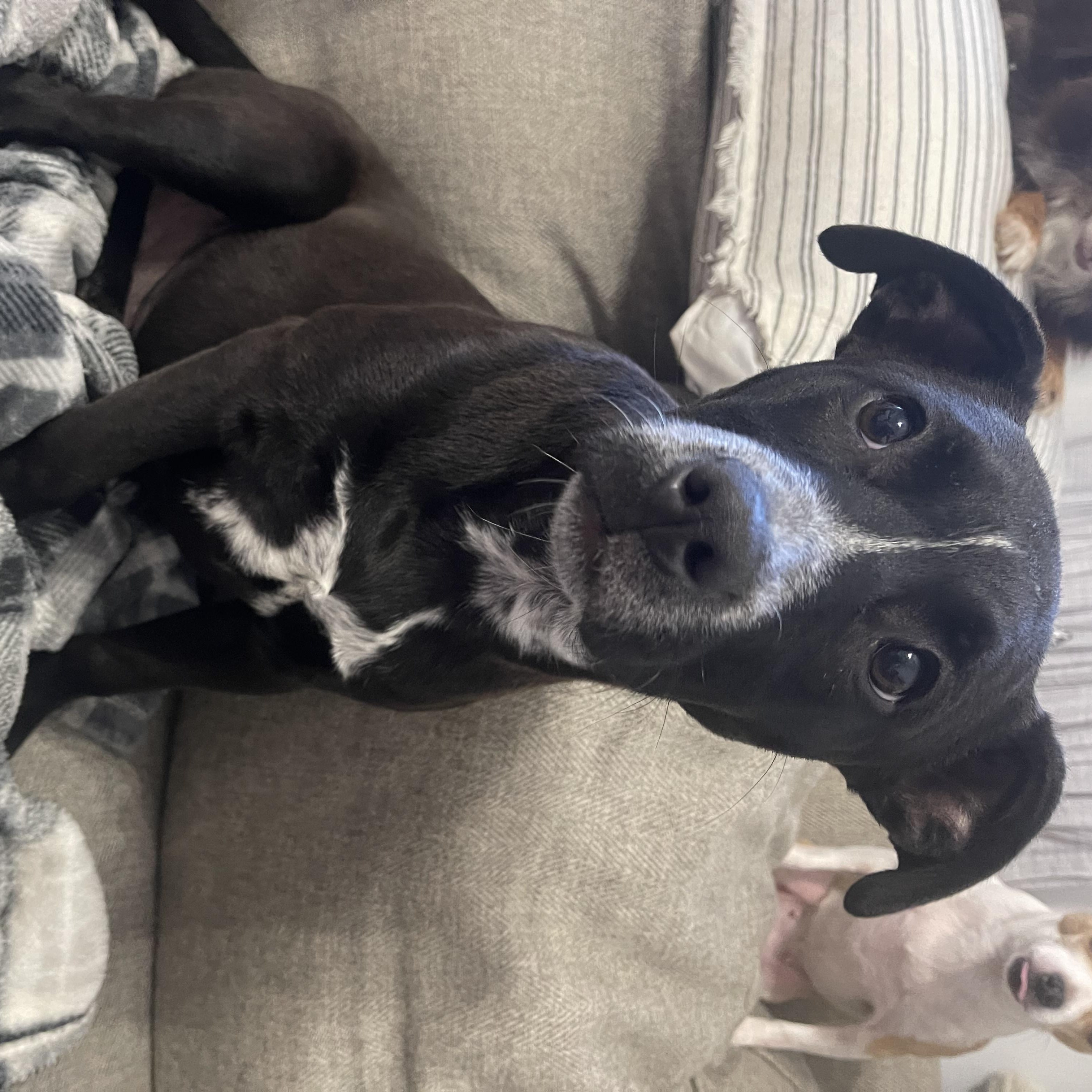 Enlarge Moonpie, an adoptable mixed breed in Kings Mountain, NC image 6/6