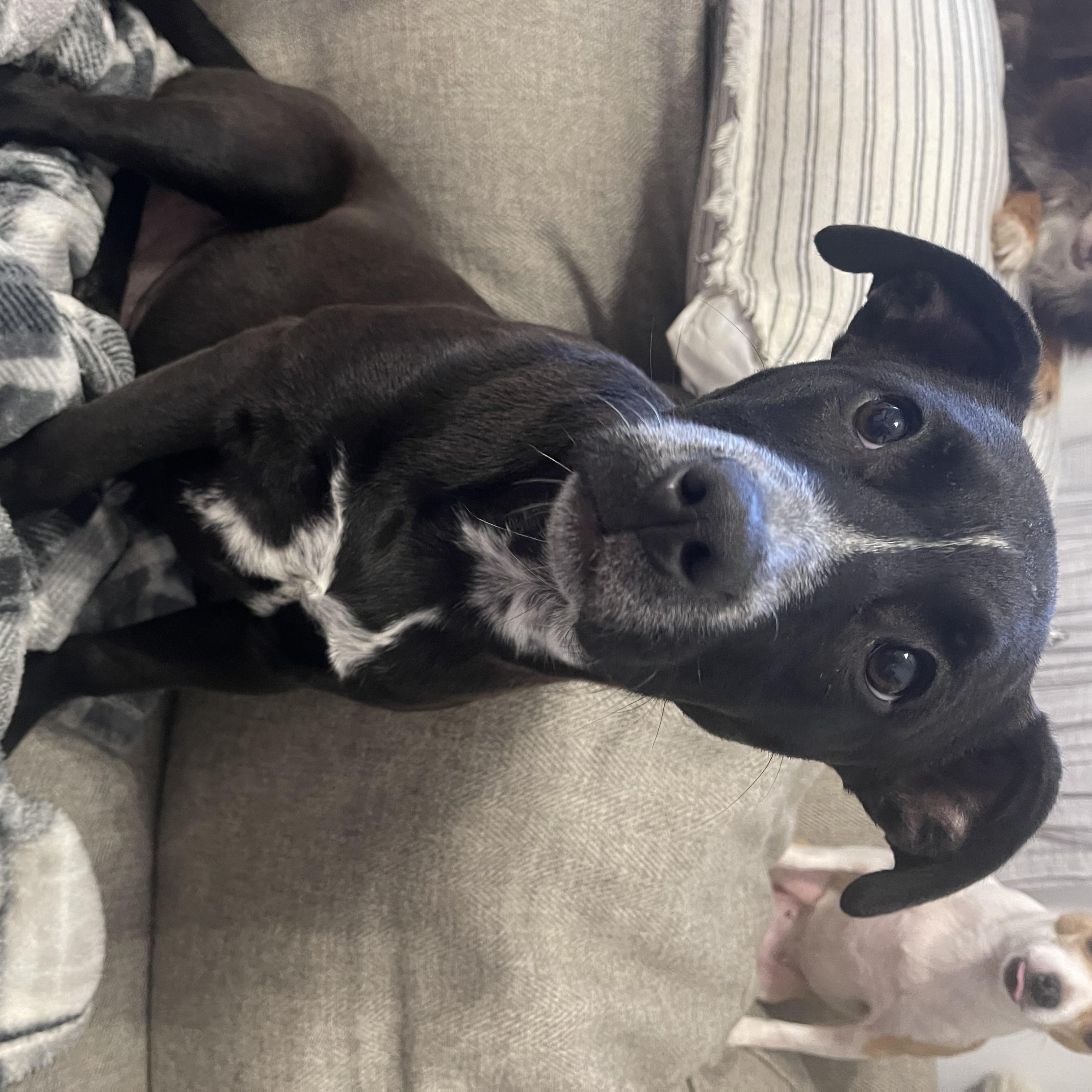 Enlarge Moonpie, an adoptable mixed breed in Kings Mountain, NC image 5/6