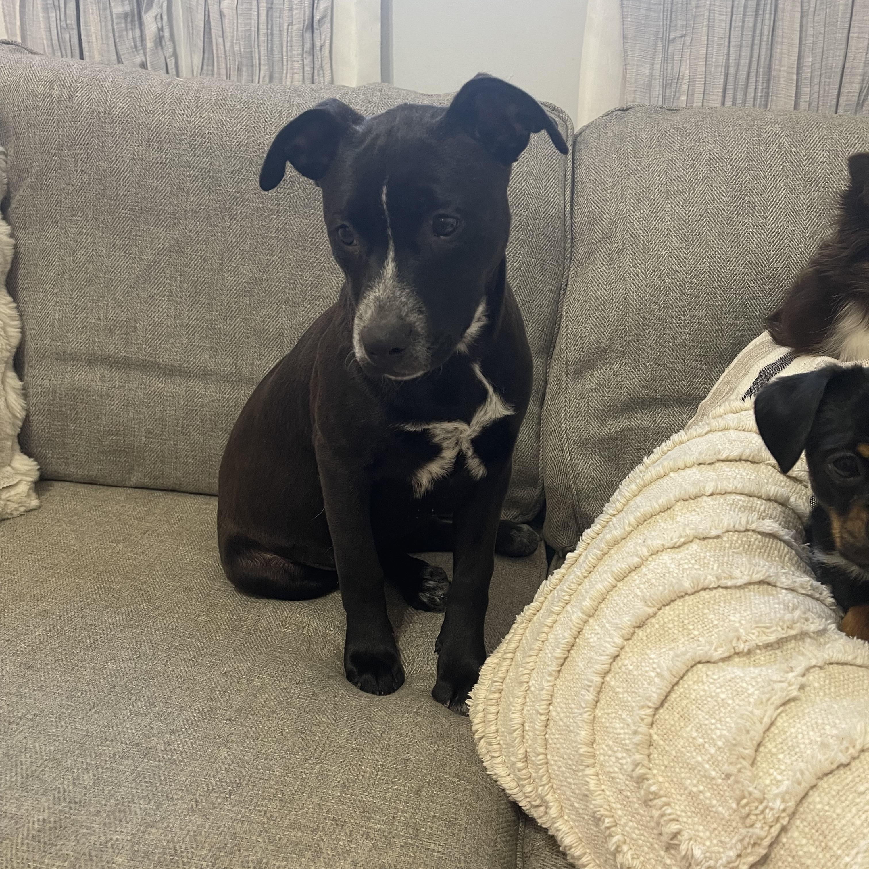 Enlarge Moonpie, an adoptable mixed breed in Kings Mountain, NC image 5/6