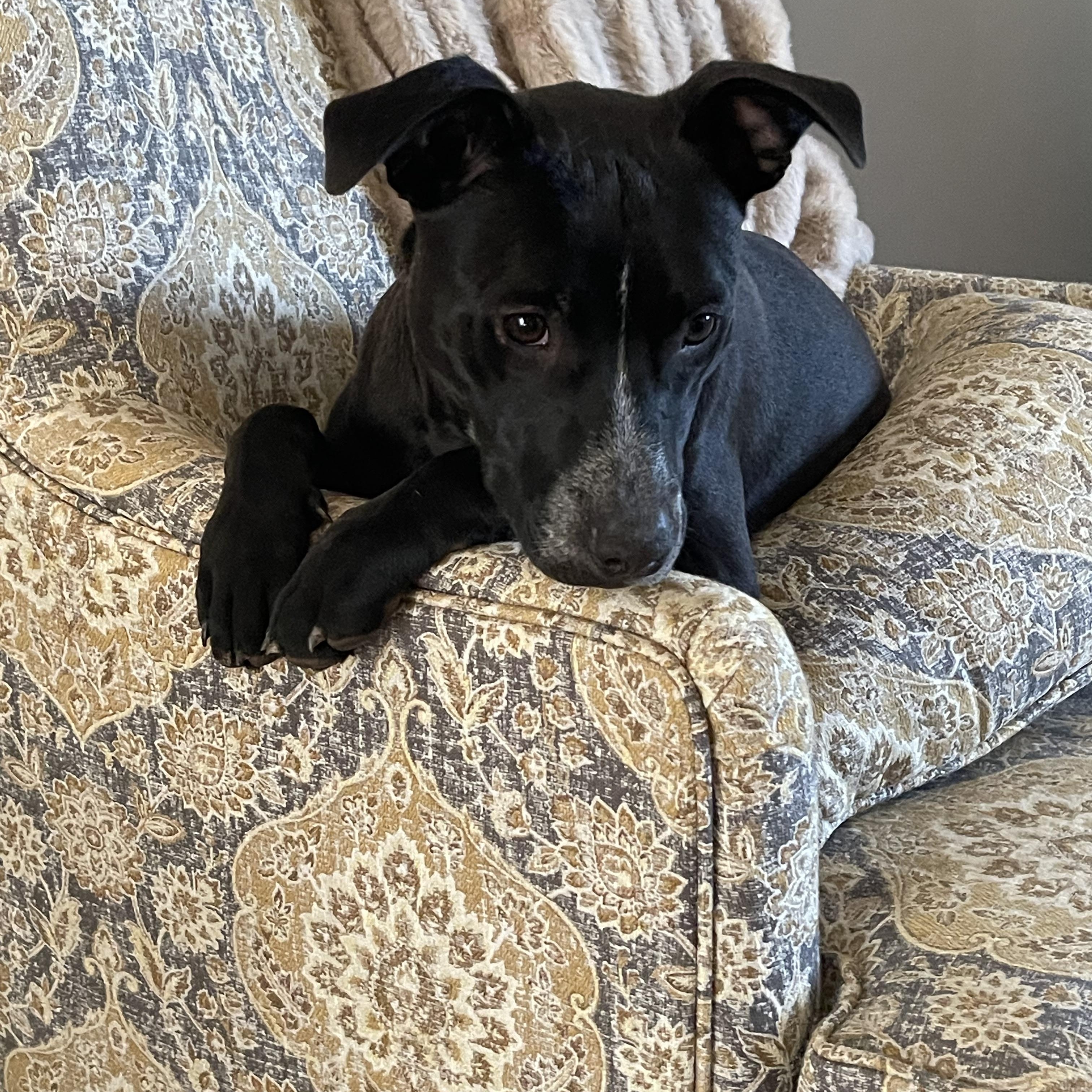 Enlarge Moonpie, an adoptable mixed breed in Kings Mountain, NC image 6/6