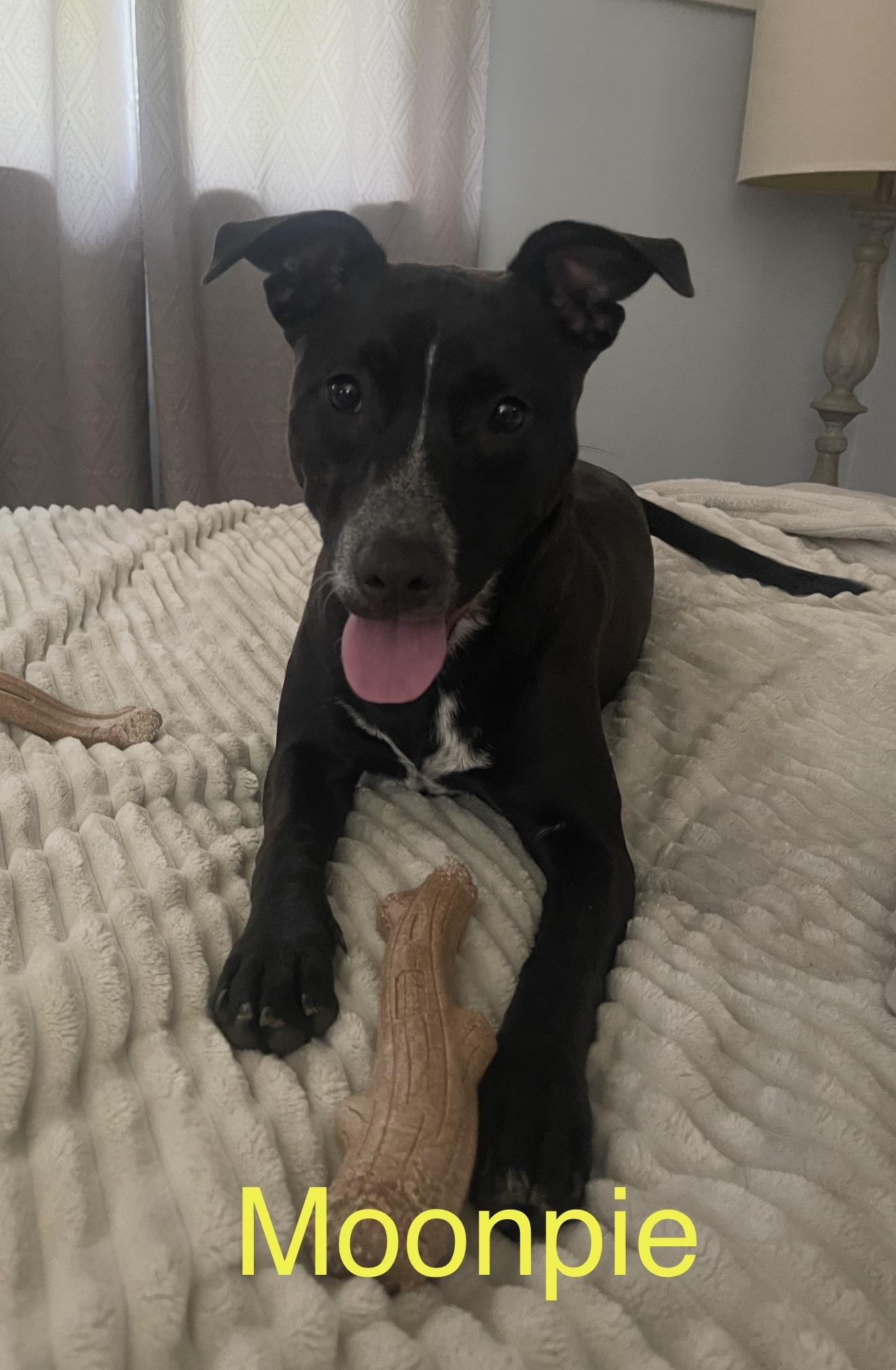 Enlarge Moonpie, an adoptable mixed breed in Kings Mountain, NC image 1/6