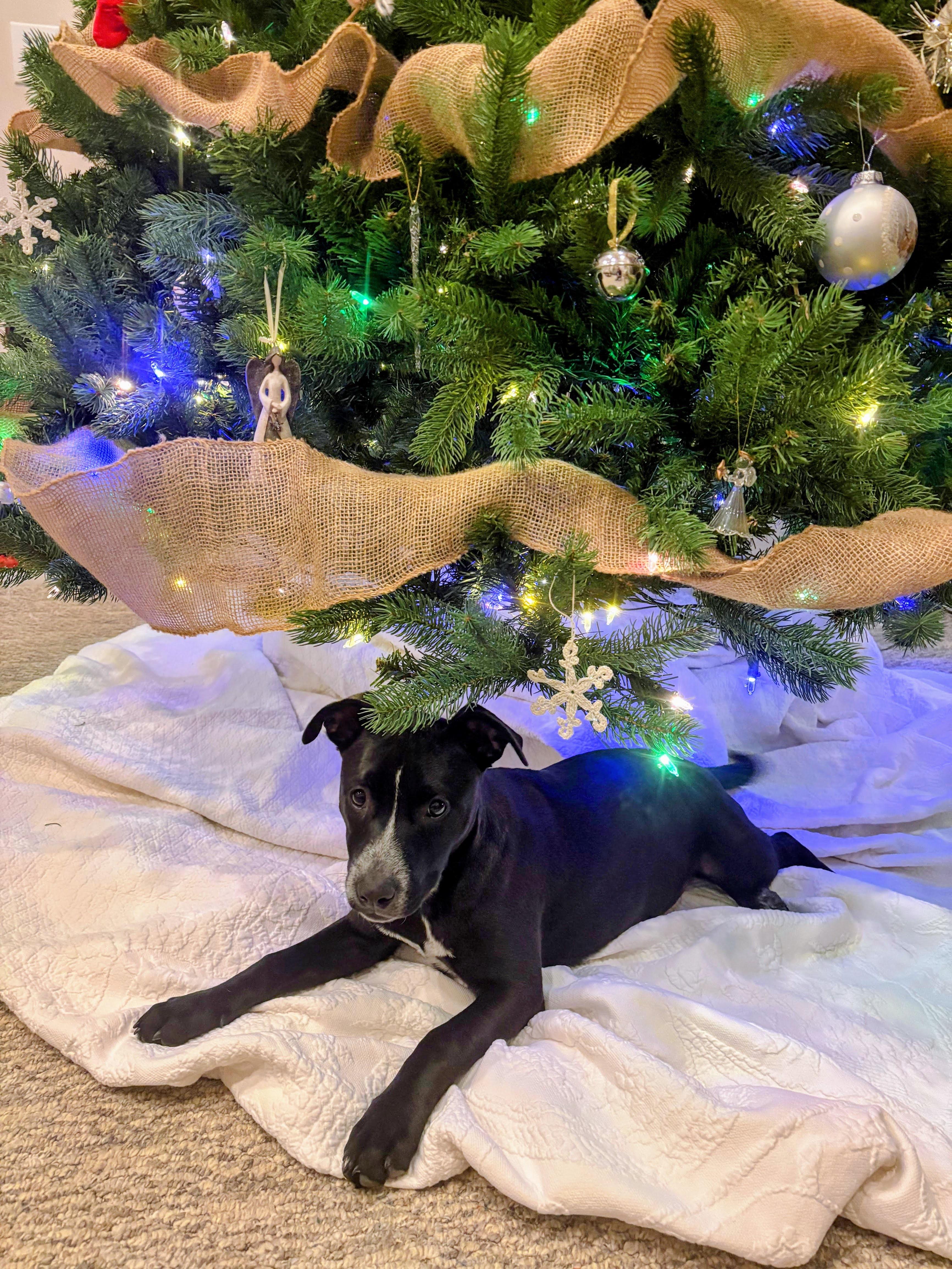 Moonpie, adoptable, Young Female Australian Cattle Dog / Blue Heeler.