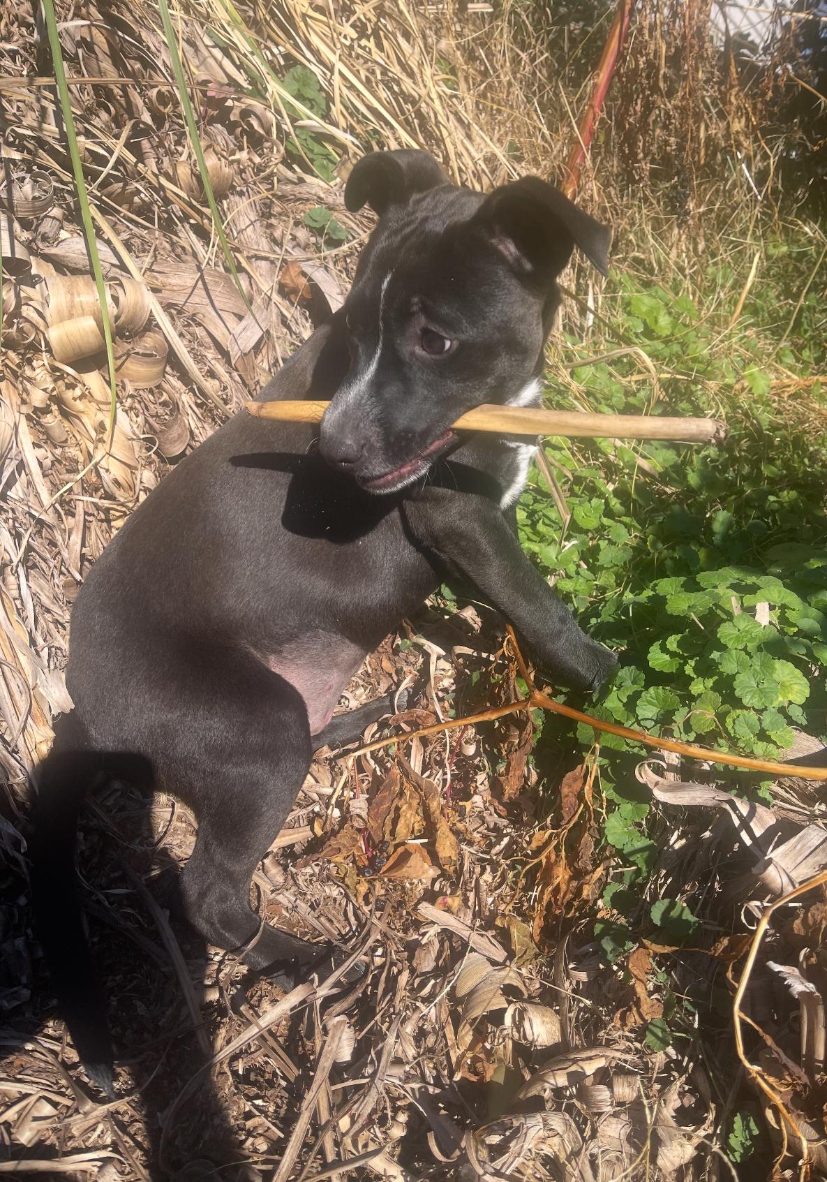 Enlarge Moonpie, an adoptable mixed breed in Kings Mountain, NC image 4/6