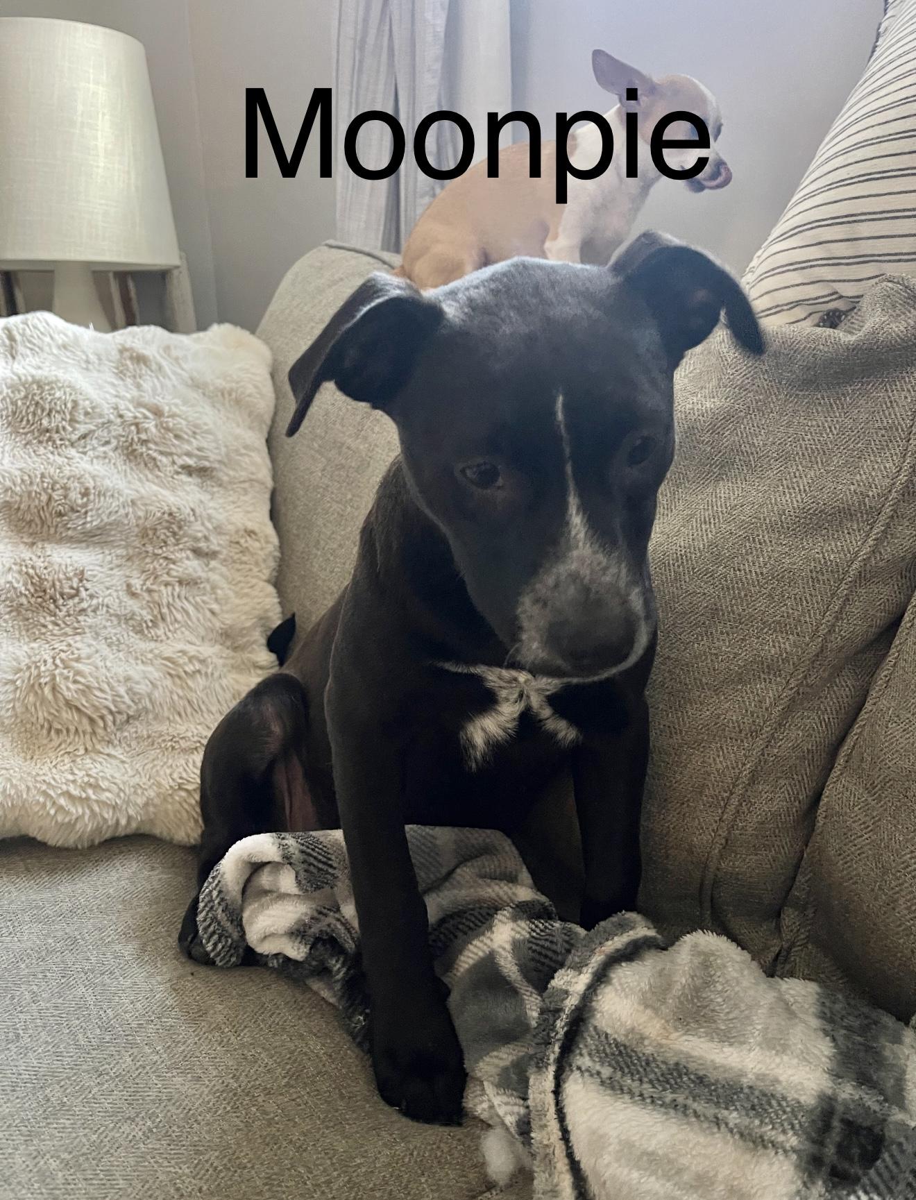 Enlarge Moonpie, an adoptable mixed breed in Kings Mountain, NC image 2/6