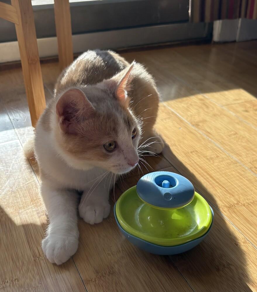 Paul, Adoptable, Kitten Male Tabby & Domestic Short Hair.