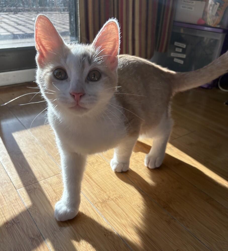 Enlarge Paul, a Adoptable mixed breed in levittown, NY image 3/3