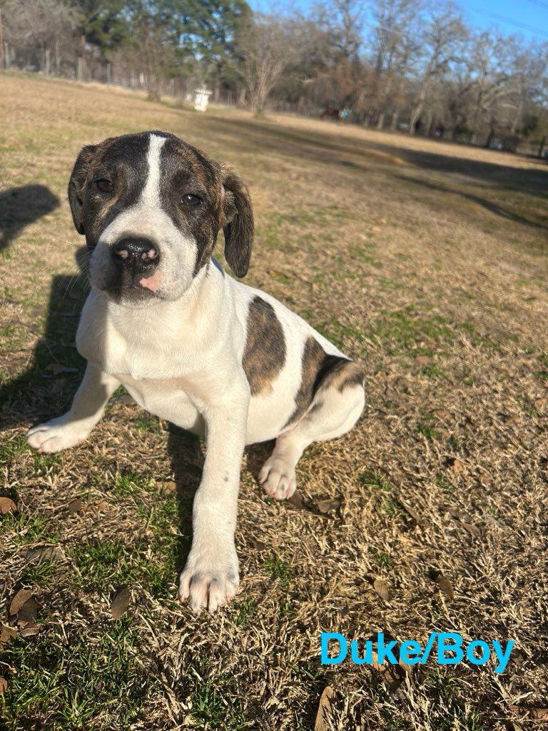 Enlarge Duke, a Adoptable mixed breed in Gun Barrel City, TX image 2/2