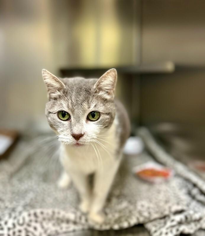 Enlarge Lizzy, a Adoptable Domestic Short Hair in Wooster, OH image 1/1