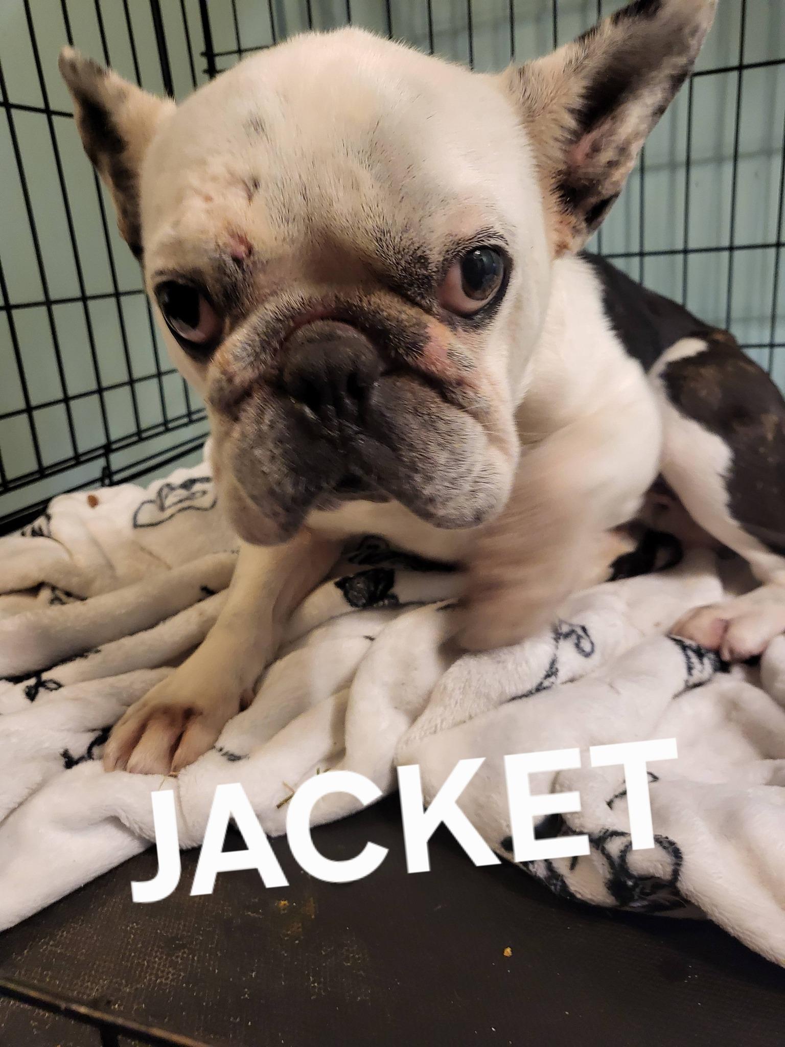 Jacket, adopted, Adult Male French Bulldog.