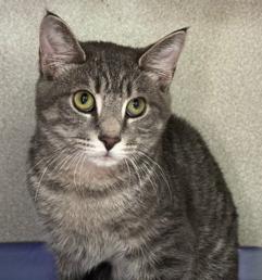 Finn, Adoptable, Kitten Male Domestic Short Hair & Tabby.