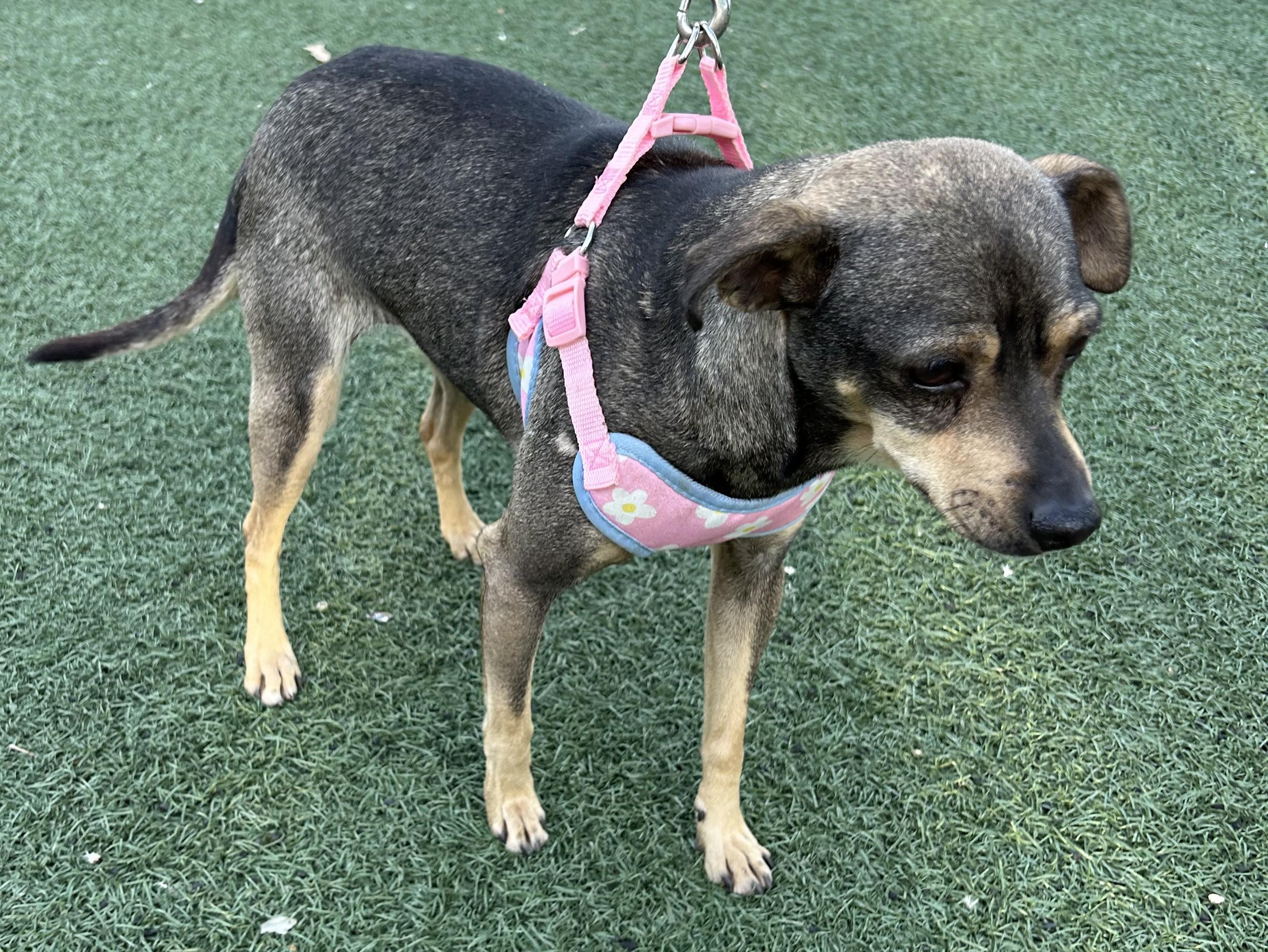 Enlarge PENNY, a ADOPTABLE mixed breed in Bell Gardens, CA image 5/6