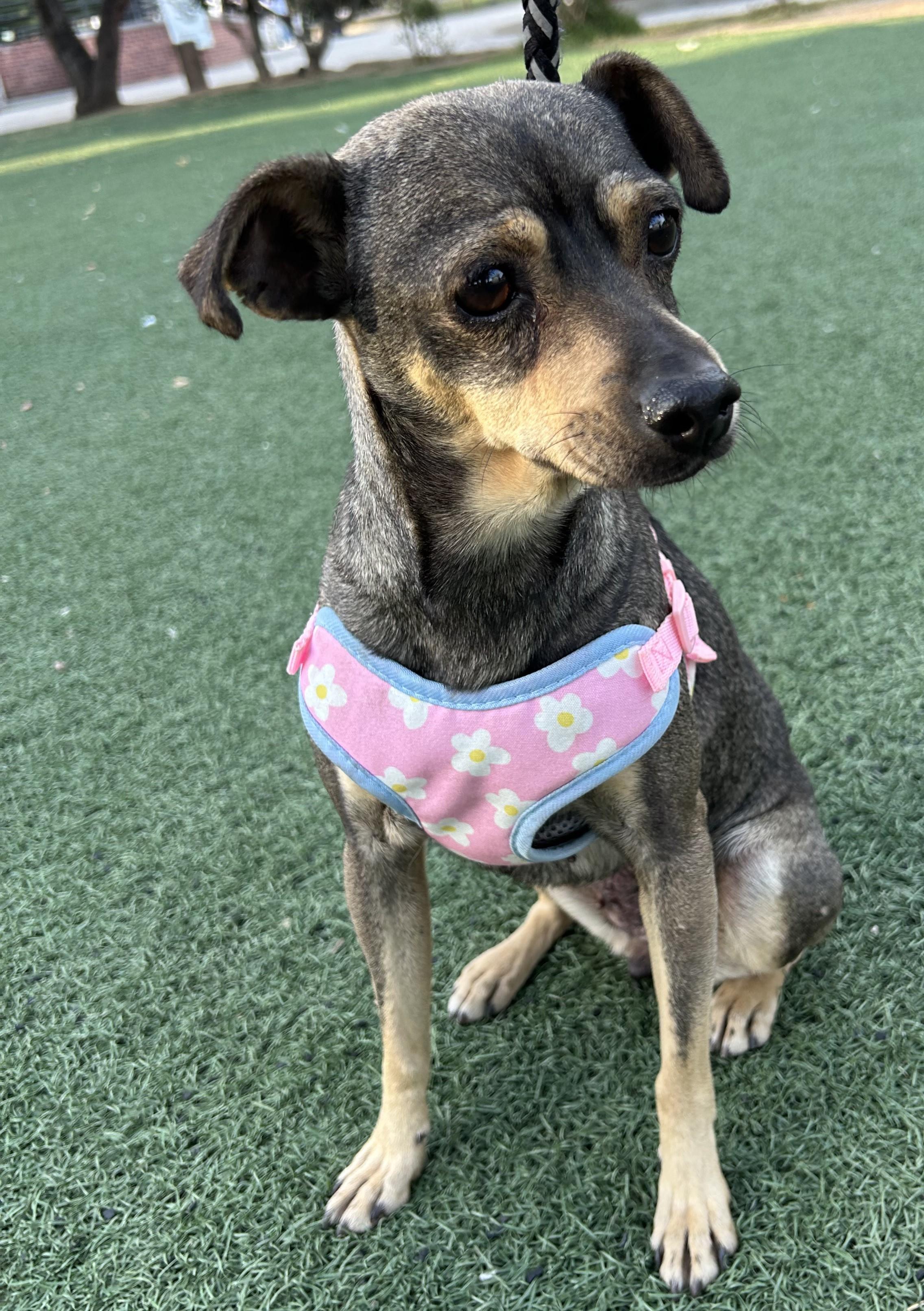 PENNY, ADOPTABLE, Young Female Chiweenie.