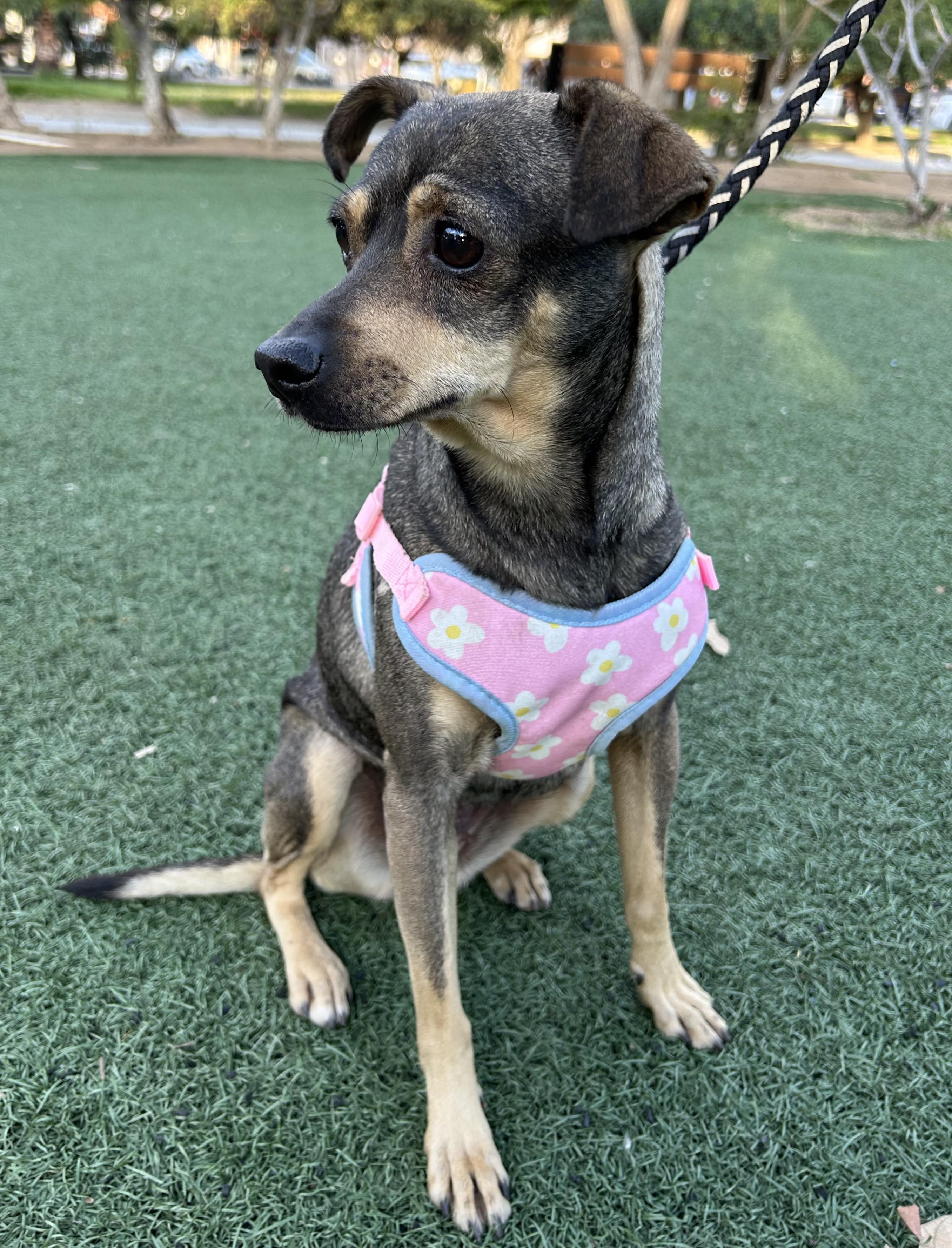 Enlarge PENNY, a ADOPTABLE mixed breed in Bell Gardens, CA image 2/6