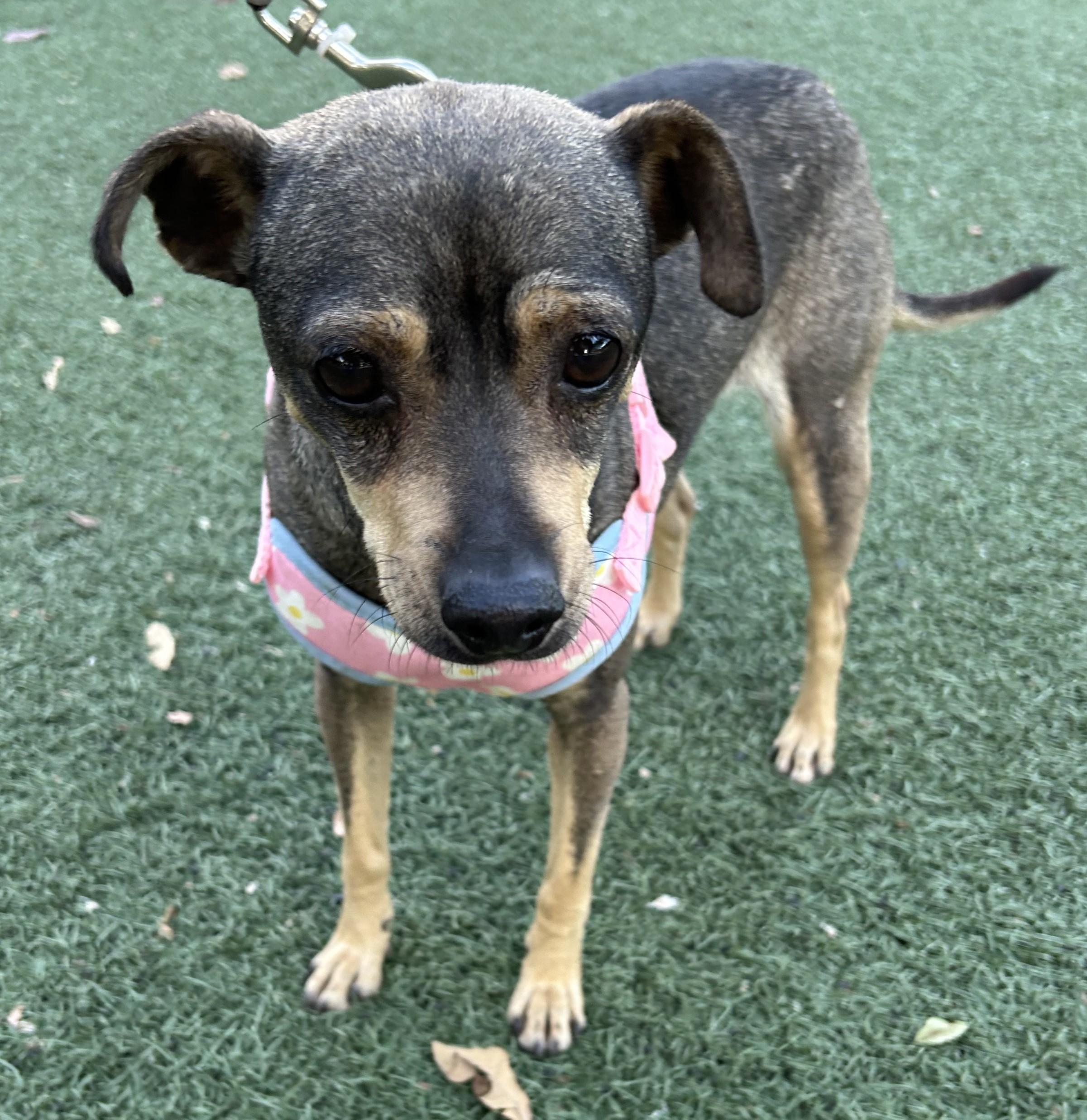 Enlarge PENNY, a ADOPTABLE mixed breed in Bell Gardens, CA image 4/6