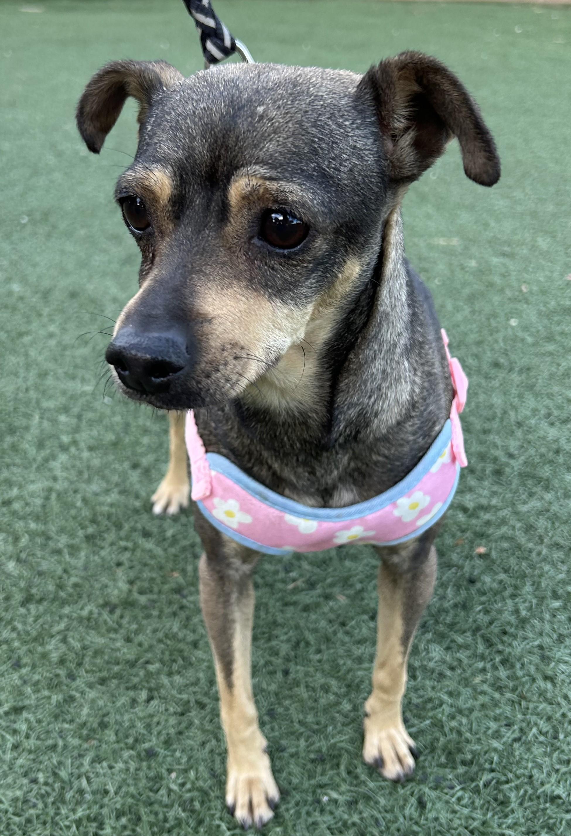 Enlarge PENNY, a ADOPTABLE mixed breed in Bell Gardens, CA image 3/6