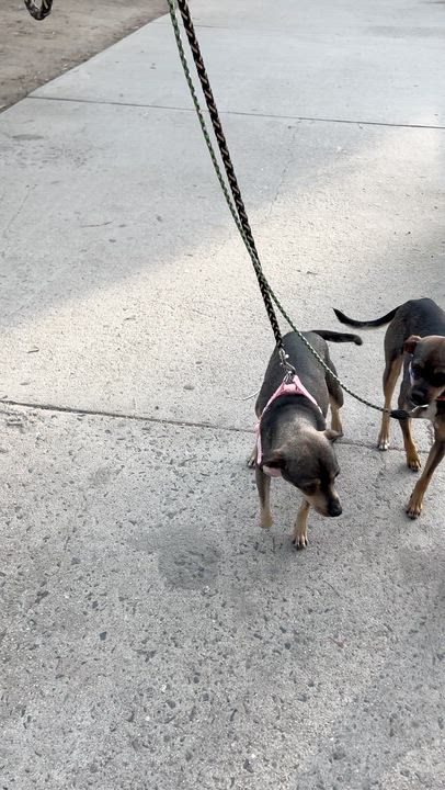 Enlarge PENNY, a ADOPTABLE mixed breed in Bell Gardens, CA video 6/6