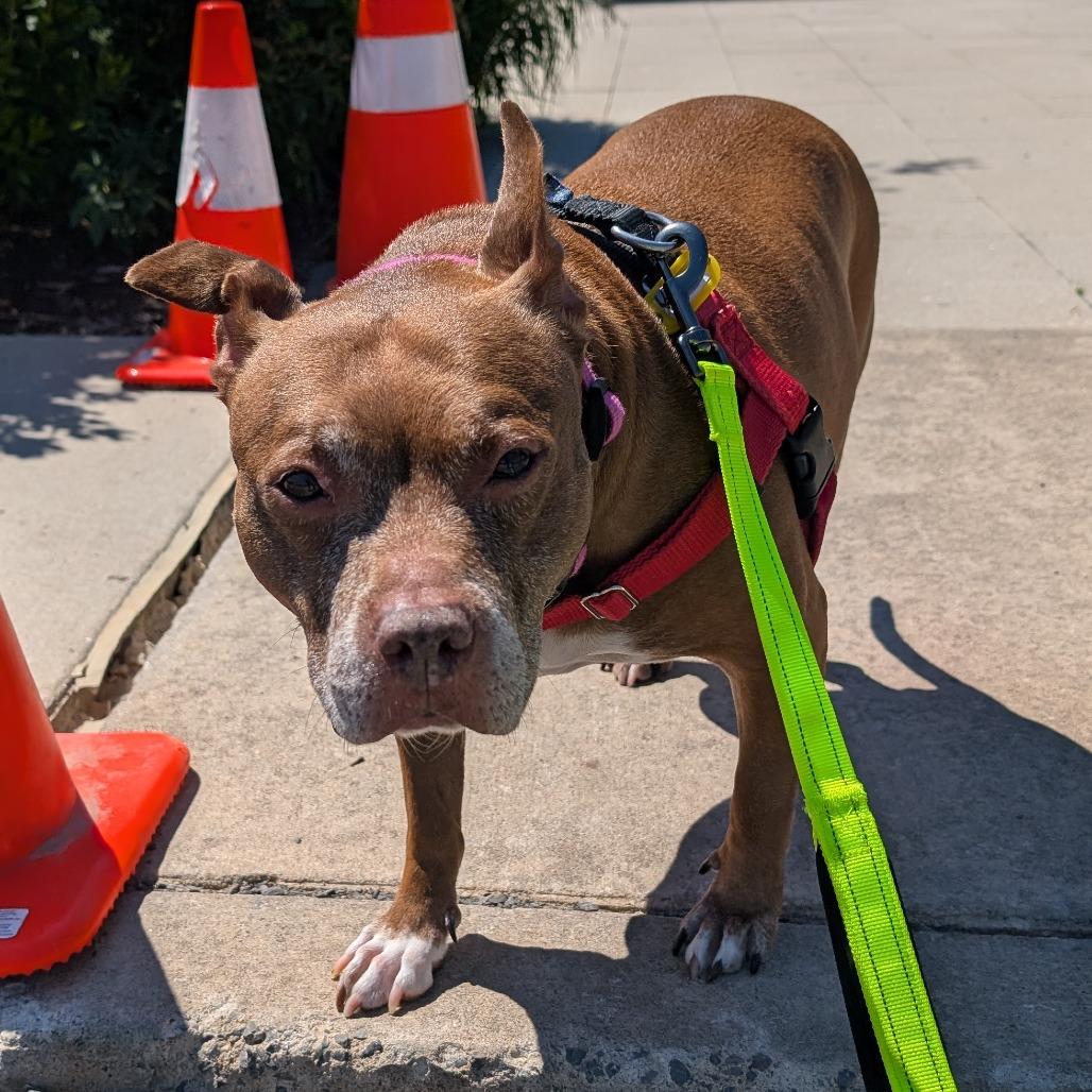 Snickers, Adoptable, Senior Female Mixed Breed.