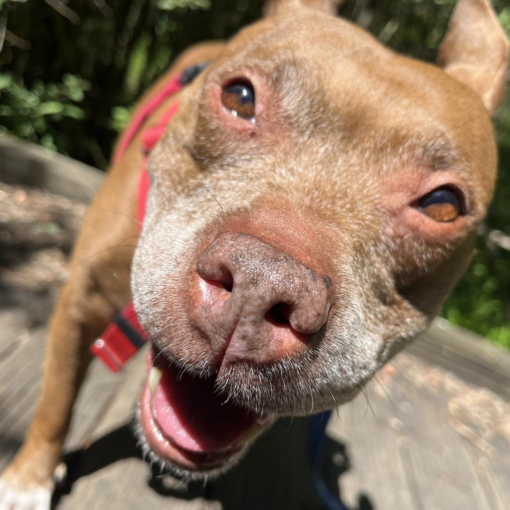 Enlarge Snickers, a Adoptable Mixed Breed in Fairport, NY image 2/6