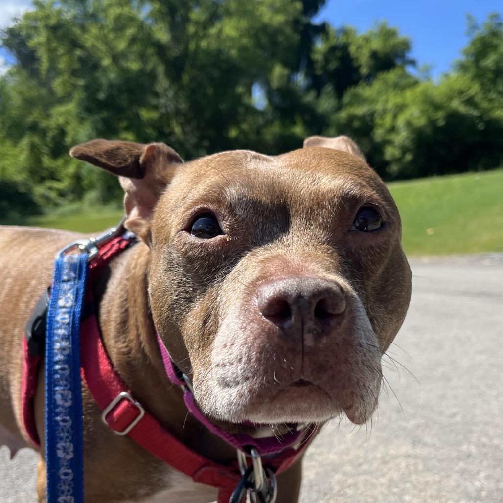 Enlarge Snickers, a Adoptable Mixed Breed in Fairport, NY image 3/6