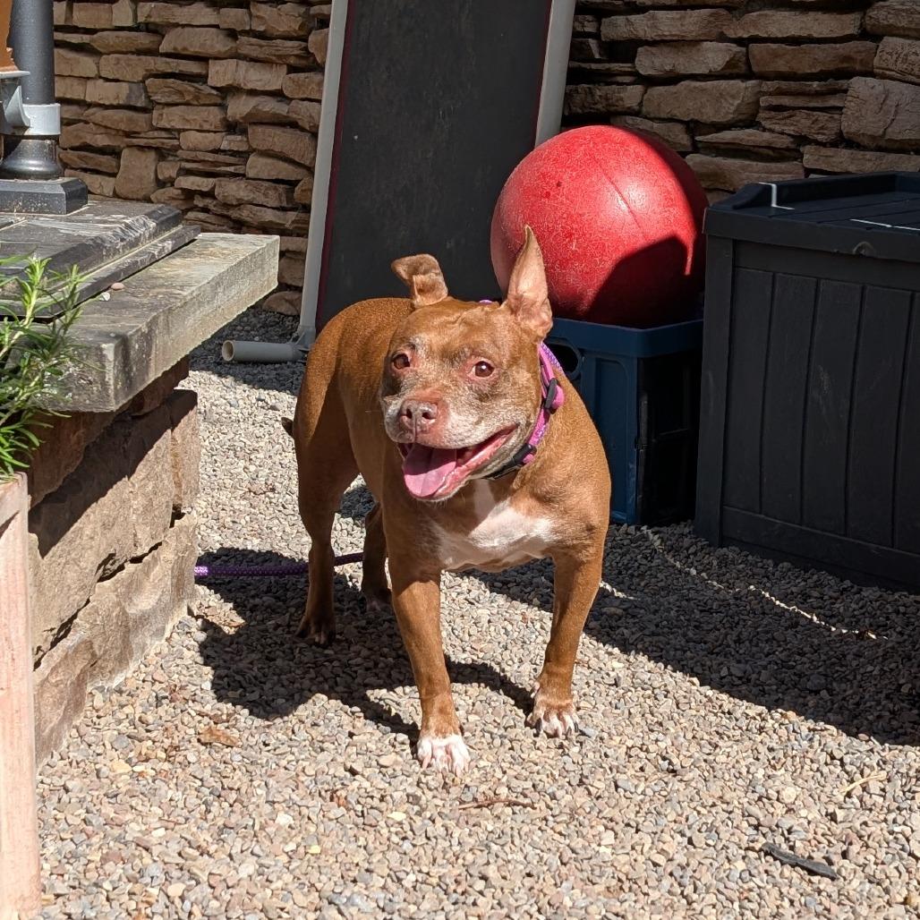 Enlarge Snickers, a Adoptable Mixed Breed in Fairport, NY image 4/6
